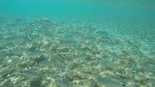 Feeding the fish outside of Bravo Bar/ Th'asda , Kamari Bay, Kos. Oct 2021  (1)