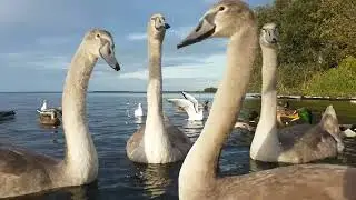 🇮🇪☘MUTE SWANS🦢CYGNETS🐥MALLARD DUCKS🦆GULLS🕊LOUGH NEAGH🧞‍♂️OXFORD ISLAND NATURE RESERVE IRELAND🇮🇪LIKE