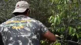 Bush whacking on a canoe through the floating forest