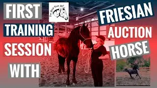 First Training Session with Friesian Auction Horse