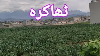 Thaakraa mansehra