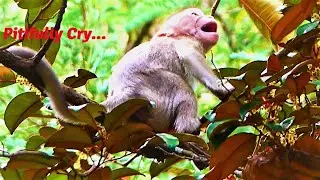 Mother Monkey Sarah Starving Baby Girl Monkey Sario Till She Cry Shaking Body And With Sharp Mouth