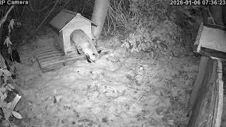 Injured Fox takes shelter in old Dog kennel. 