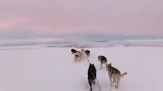 Magic of mushing polar night