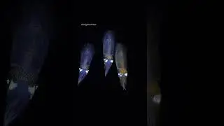 Squid squad 🦑 #bugDreamer #underwater #shorts
