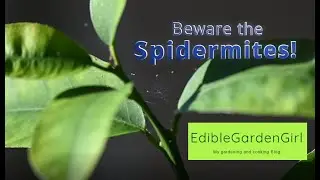 Spider mites video