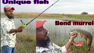 😱GOD GIFTED SNAKEHEAD FISH CATCH 😱 || murrel fishing videos #snakeheadfishingvideos 