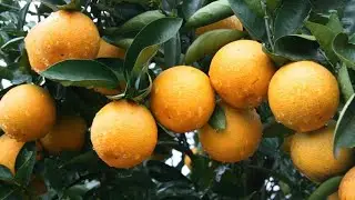 Fa&ccedil;a seu p&eacute; de Laranja produzir o ano inteiro (Nunca mais plante laranja da forma errada)