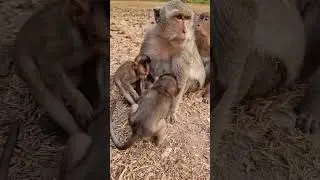 Big family monkey,DeeDee Jill and Maria mom #shortvideo #shorts
