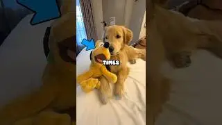 When Disney Characters Meets Dogs