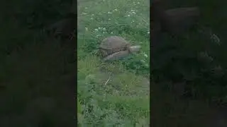 Jefke the greek turtle making love to his shoe
