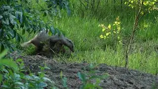 Grijze das - Grey Badger
