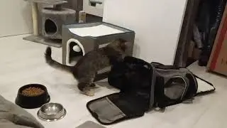 Best Cat Carriers on Amazon - Reviewing Expandable Pet Carrier for Travel