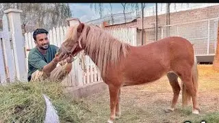 Sher main dehat's new Horse 🐎🐴#funny #adventure #shermaindehat #editz