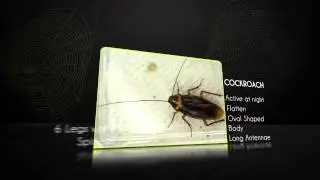 Cockroach - Insects And Reptiles- Pre School-Animation Videos For Kids
