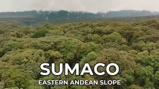 Eastern Andean slope / Sumaco ECUADOR Aerial