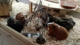 Meine Meerschweinchen-Babys wachsen viel zu schnell!