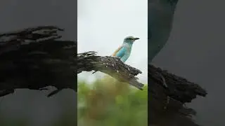 Stunning European Roller #wildlife #intothewild #africa