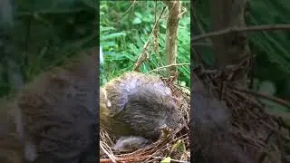 mother bird protecting chick #shorts