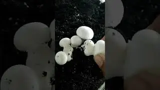 Mushroom कैसे तोड़ते हैं! #shorts