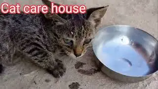 funny cats videos / my house come in cute small cat #viralvideo #catvideos #aicat 