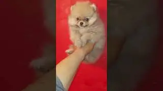 Spitz Pom&eacute;ranie male et femelle disponible #spitz #maroc #marroc #dog #casablanca #rabat #marrakech
