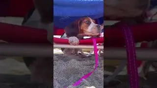 Beagle #beaglestyle #beaglelove #beagleslover  #beagletime #beagleloveit  #beagledog #beaglelover