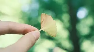 Mini Vlog | Goodbye, Last Summer in Northern Hemisphere | Fuji XT4 Cinematic 4K Film |さよなら、北半球最後の夏🍃