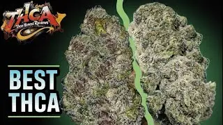Best THCA 2025 Picks: Best Strains, Concentrates, & Vendors Uncovered!