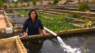 The Garden Gurus - One simple step to cleaning your ponds and troughs