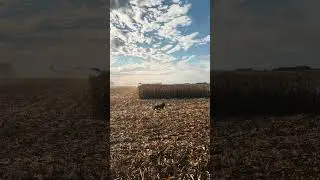 The amount of animals she got to chase&hellip;. #husky #dog #dogs
