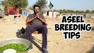 Care of Aseel Breeders in Breeding Season | Improve Egg Laying of Hens