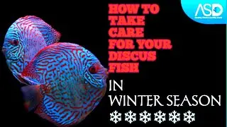 HOW TO TAKE CARE OF YOUR DISCUS FISH IN WINTER SEASON ❄️❄️❄️❄️ @ASDFISHWORLD #asddiscus