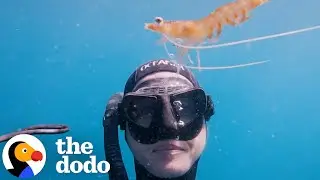 Wild Prawn Unexpectedly Befriends A Diver | The Dodo