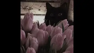 (free) indie rock + bedroom pop type beat 