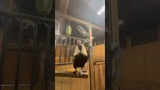 My boi(photo/video dump)#4h #chicken #rooster #antizoo
