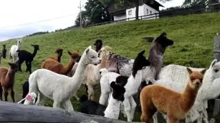 Alpaka & Lama Trekking Zucht