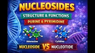 Nucleosides: Definition, Structure and Biological Importance #alliedhealthsciences #medical