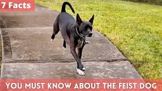 7 Facts you Must Know about the Feist Dog | Feist Dog facts