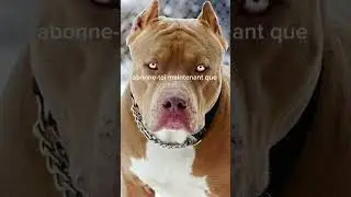 Les 5 chien les plus dangereux du monde