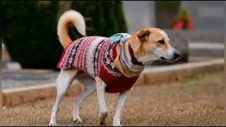 Aloka the Peace Dog | Dharma on Main Street