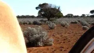 Kangaroo Hunting In Western Australia