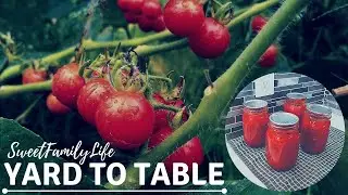 First time Italian tomato sauce - Canning 101 - Yard to table with SweetFamilyLife