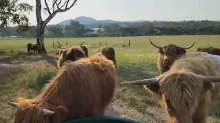 Scottish Highland Cows are having an afternoon drink. 