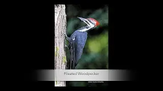 *PILEATED WOODPECKER 