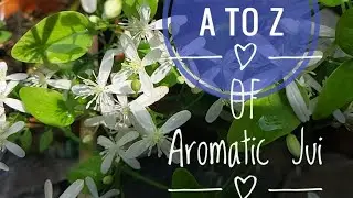 Tips for aromatic Jui care ।। Buddha Jui ।। Jasmine ।।