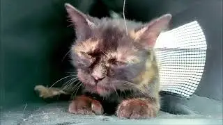 not solo camping dengan  Kucing Di sungai - Hujan Deras - Tidur Nyenyak Dengan Suara air mengalir