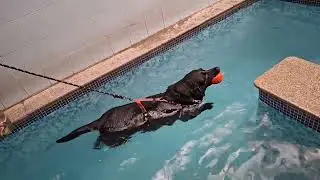 Lab swimming therapy for hip pain 🐕💝 #youtube #love #dog #puppy #dogadoption #beagles #shortvideo