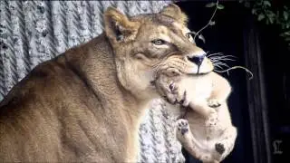 Lions killed, FLOTUS in China and 
