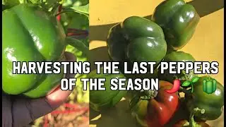 Harvesting the Last Peppers of the Season 🫑🌶️🌱 #peppers